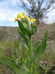amsinckia menziesii